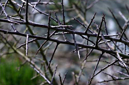 Prunus Spinosa Epines Noires