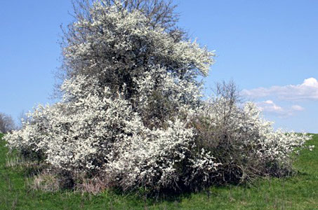 Prunus Spinosa Taillis